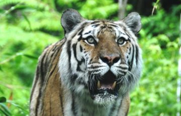 Hoe word je een goede directeur van je bedrijf én van je eigen leven?